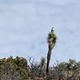 Illustration for article titled Taking A Guided Hummer Tour Of Joshua Tree Was A Highlight Of My Vacation